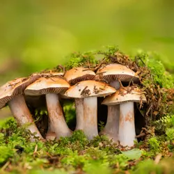 Is mold alive? A look at fascinating fungus