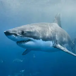 Shark teeth: The sharp bits of a squishy animal
