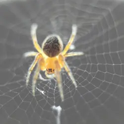 Spider sense