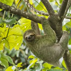 Totally Slothsome: All about sloths