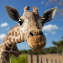 What does the giraffe say? Our animal mystery sound extravaganza!