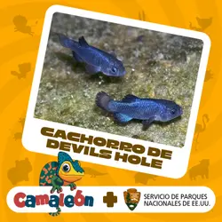 Cachorro de Devils Hole: Un superviviente supremo con un cuerpo pequeño