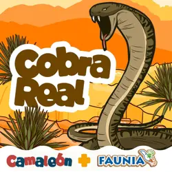 Cobra Real: De la Capucha Imponente al Veneno Letal