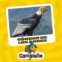 El Cóndor andino: ¿Cómo logra volar tan alto?