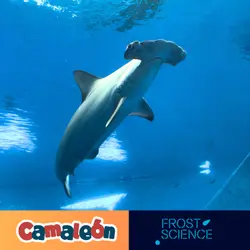🦈 ¿El Tiburón martillo tiene 7 sentidos?