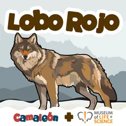 Lobo Rojo: Aullidos de Conservación 🐺🌿