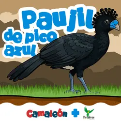 Paujil de pico azul: Belleza al borde de desaparecer