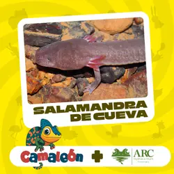 Salamandra de la cueva: ¿Cómo sobrevive en la oscuridad? 