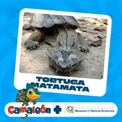 Tortuga matamata: El Arte de la Emboscada