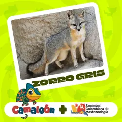 Zorro Gris: Aventura Entre Ramas
