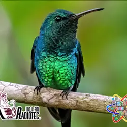 El Colibrí