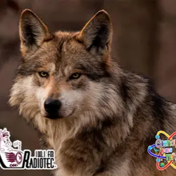 El Lobo