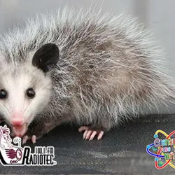 El Tlacuache