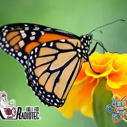La Mariposa Monarca