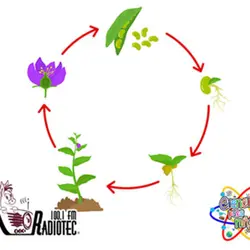 Las Plantas