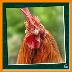 Chicken Talk and Friendly Flocks