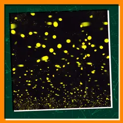 Discovering Fireflies