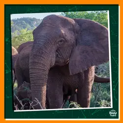 Finding Peace with Elephants