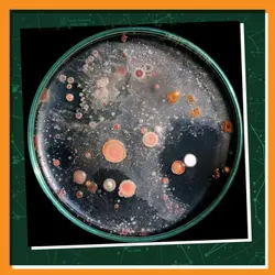 Getting to Know Intraterrestrial Microbes!