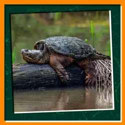 Healing Turtles, Healing the World