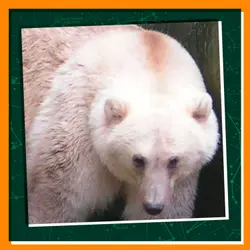 Introducing: The Pizzly Bear!