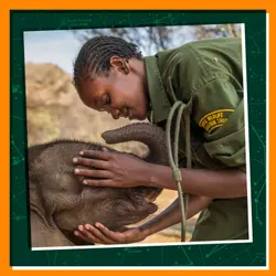 Learning from Baby Elephants