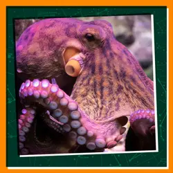 Making Friends with Octopuses