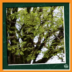 Saving the American Chestnut Tree