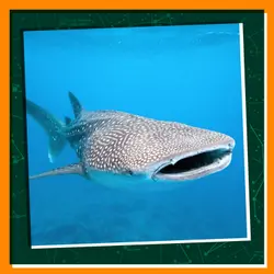 Sharks Need Our Help!