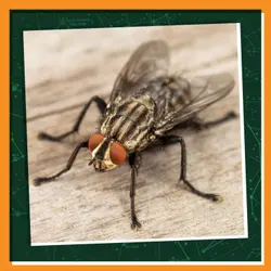 The Buzz About Flies