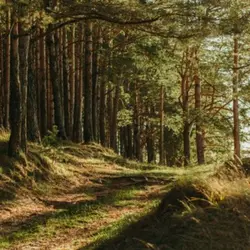 Forest Ambience: Anxiety Reduction Soundscape