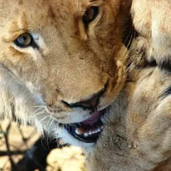 Androcles and the Lion