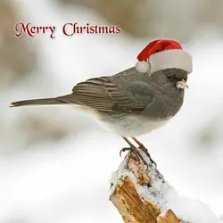 Christmas Rerun: The Bird's Christmas