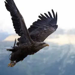 Sapana and the Birds of Prey