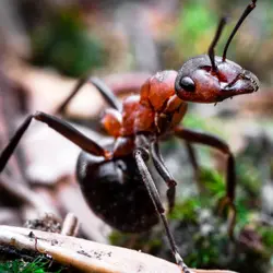 The Ant's Monday Dinner