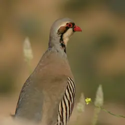 The Chukar Caper, Part 2 (Three Dog Detectives Series)