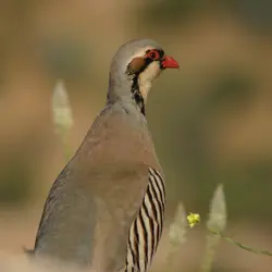 The Chukar Caper, Part 3 (Three Dog Detectives Series)