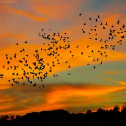 The Doves and the Hunter