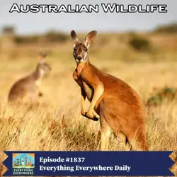 Australian Wildlife