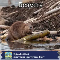 Beavers