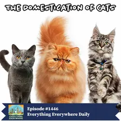 The Domestication of Cats (Encore)