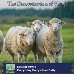 The Domestication of Sheep