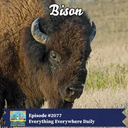 The North American Bison