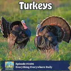 The North American Turkey (Encore)