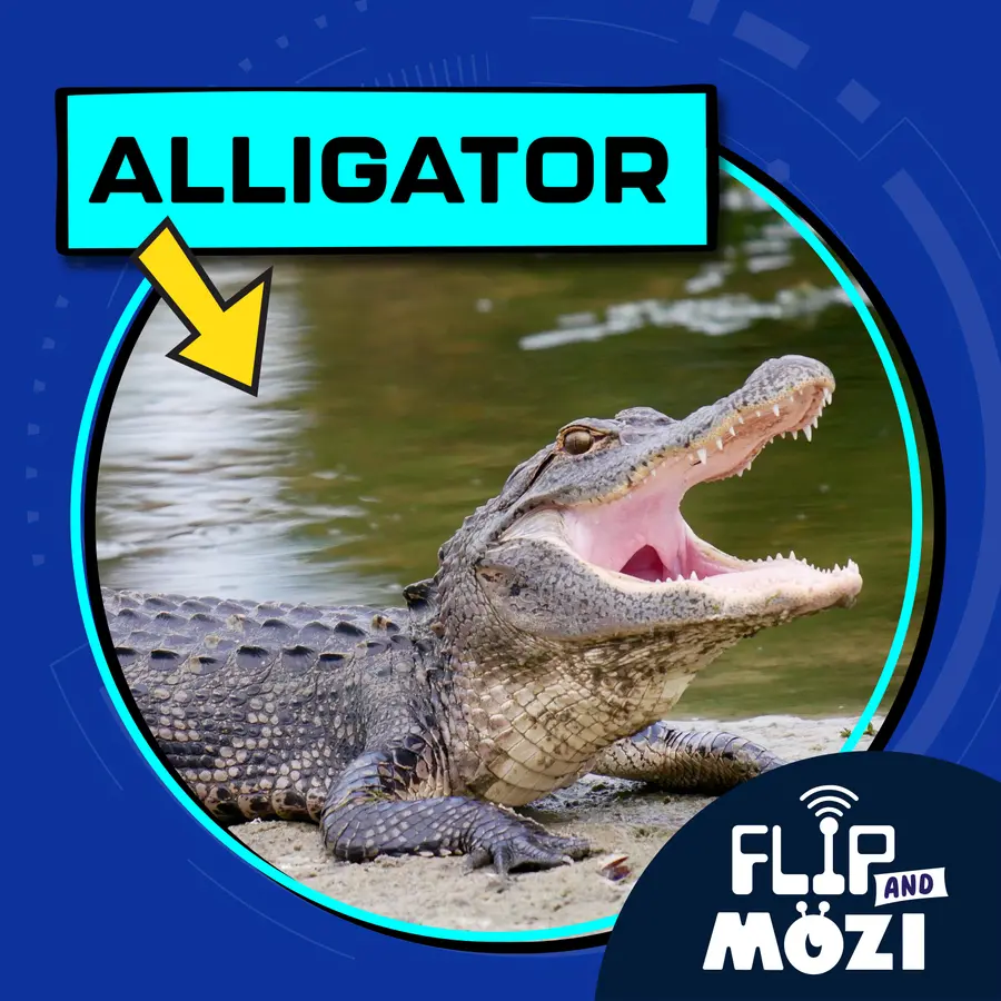 Flip and Mozi