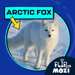 Arctic Fox