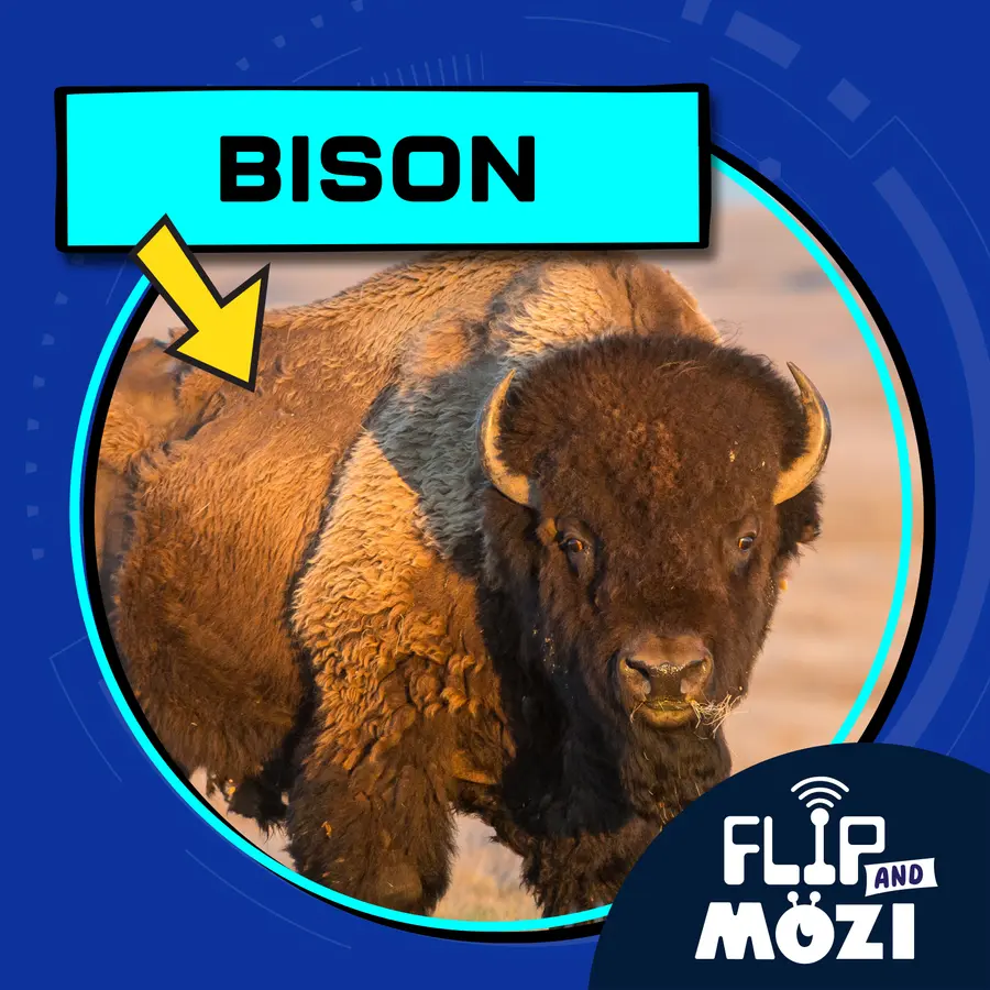 Flip and Mozi