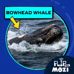 Bowhead Whale