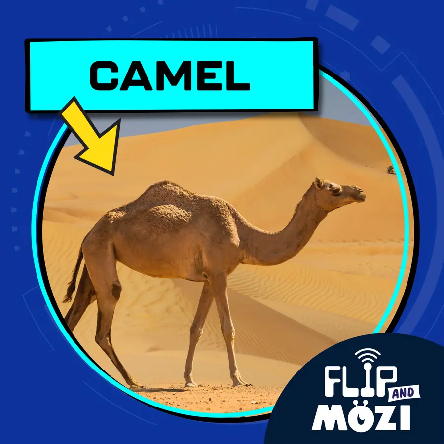 Flip and Mozi