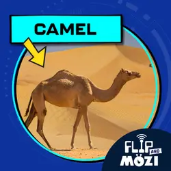 Camel